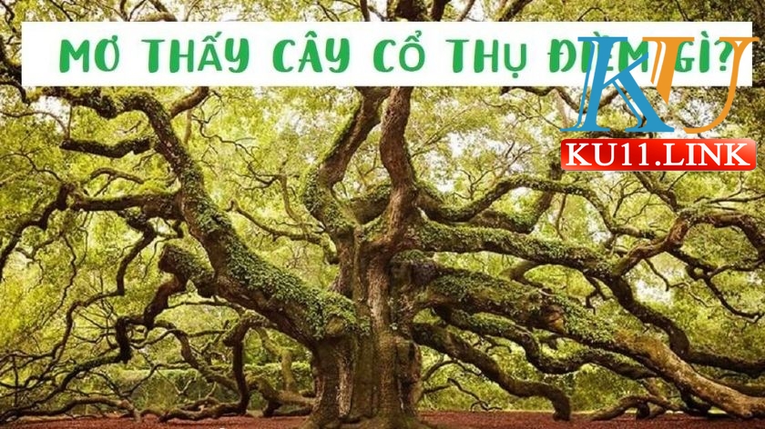 Giấc mơ cây cổ thụ là điềm báo tốt lành