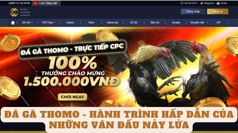 Vì Sao Nên Tham Gia đá gà Thomo tại Casinomcw?